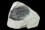 Bargain, Metacanthina Trilobite - Lghaft, Morocco #133968-1
